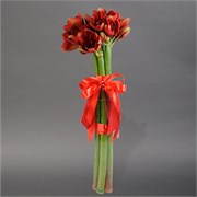Букет из красных амариллисов 5 шт 10198